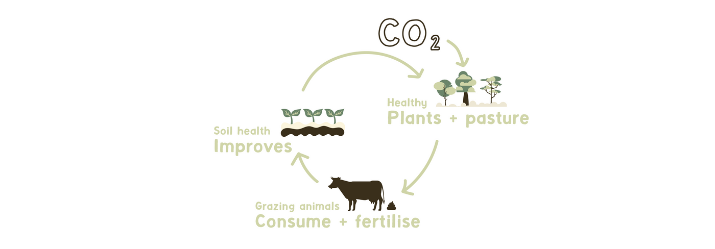 Proper Pasture Healthy Planet Carbon Cycle